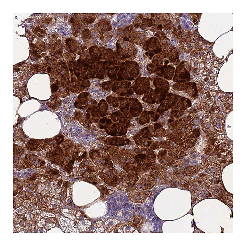 Atlas Antibodies Anti-RSPO1 Antibody