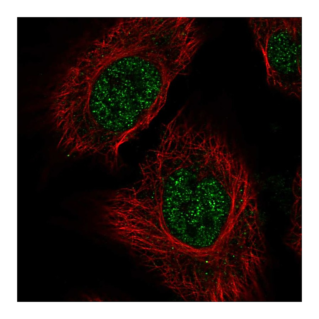 Atlas Antibodies Anti-RSRP1 Antibody