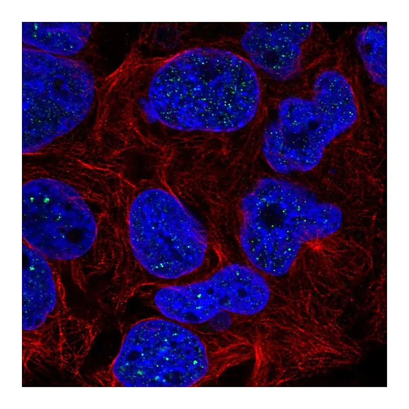 Atlas Antibodies Anti-RTEL1 Antibody