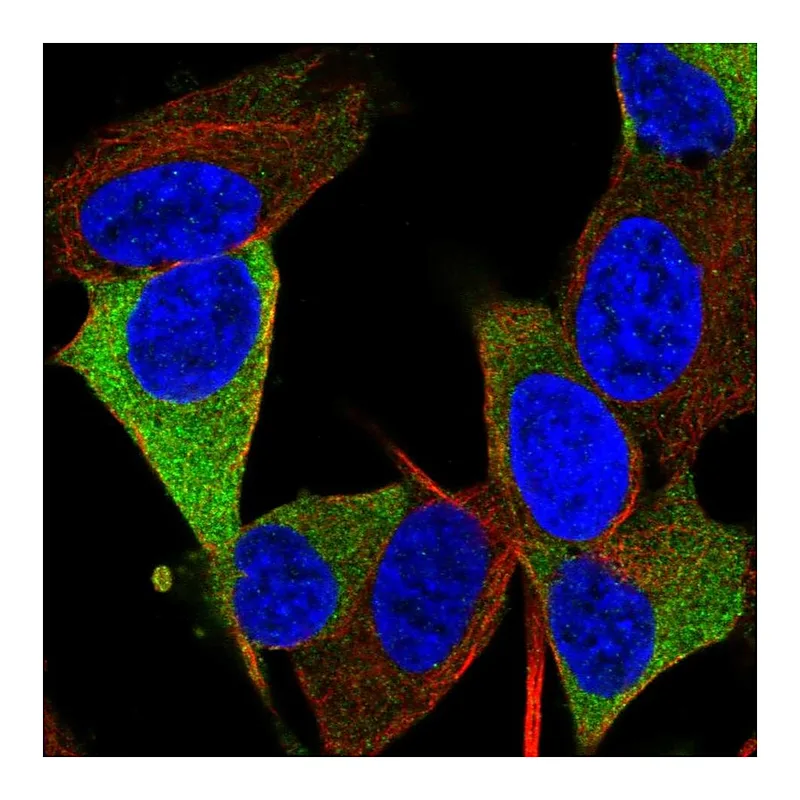 Atlas Antibodies Anti-RTL1 Antibody