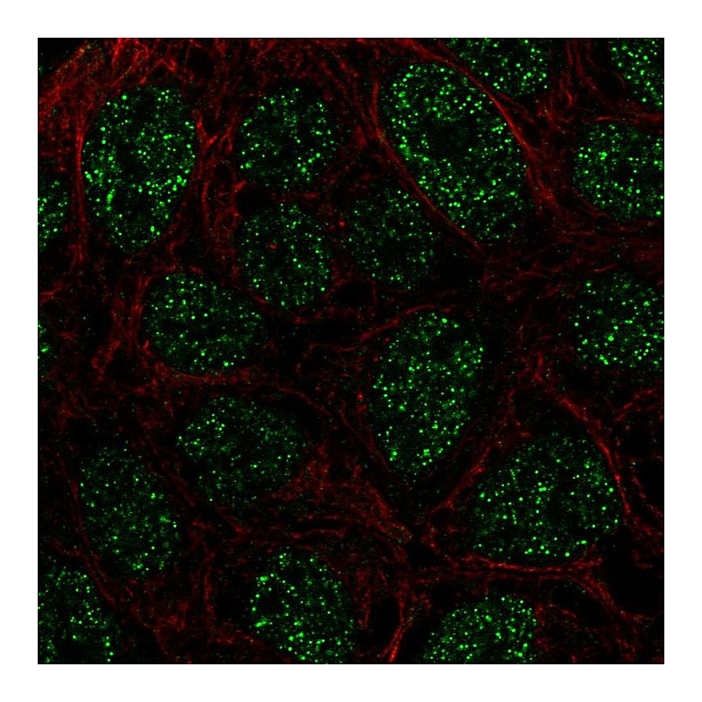 Atlas Antibodies Anti-RTP4 Antibody