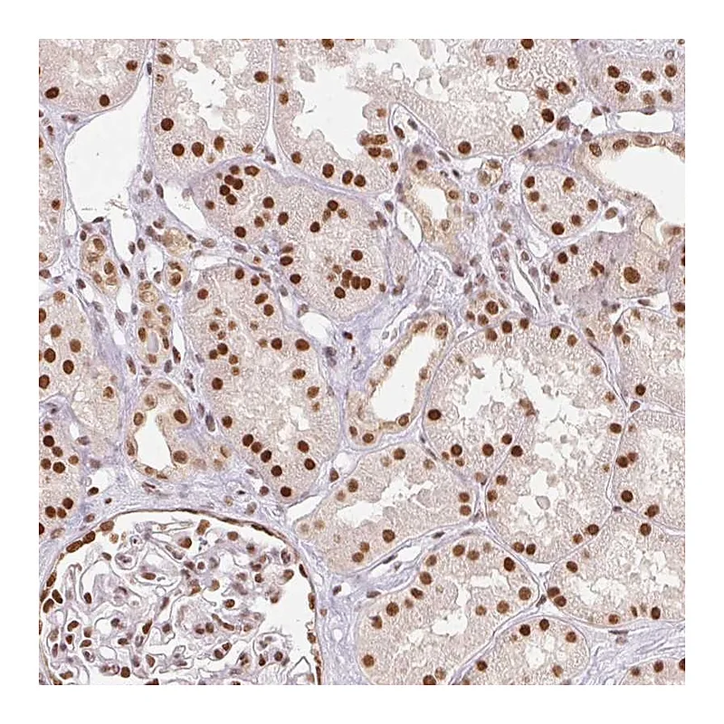 Atlas Antibodies Anti-RTP4 Antibody