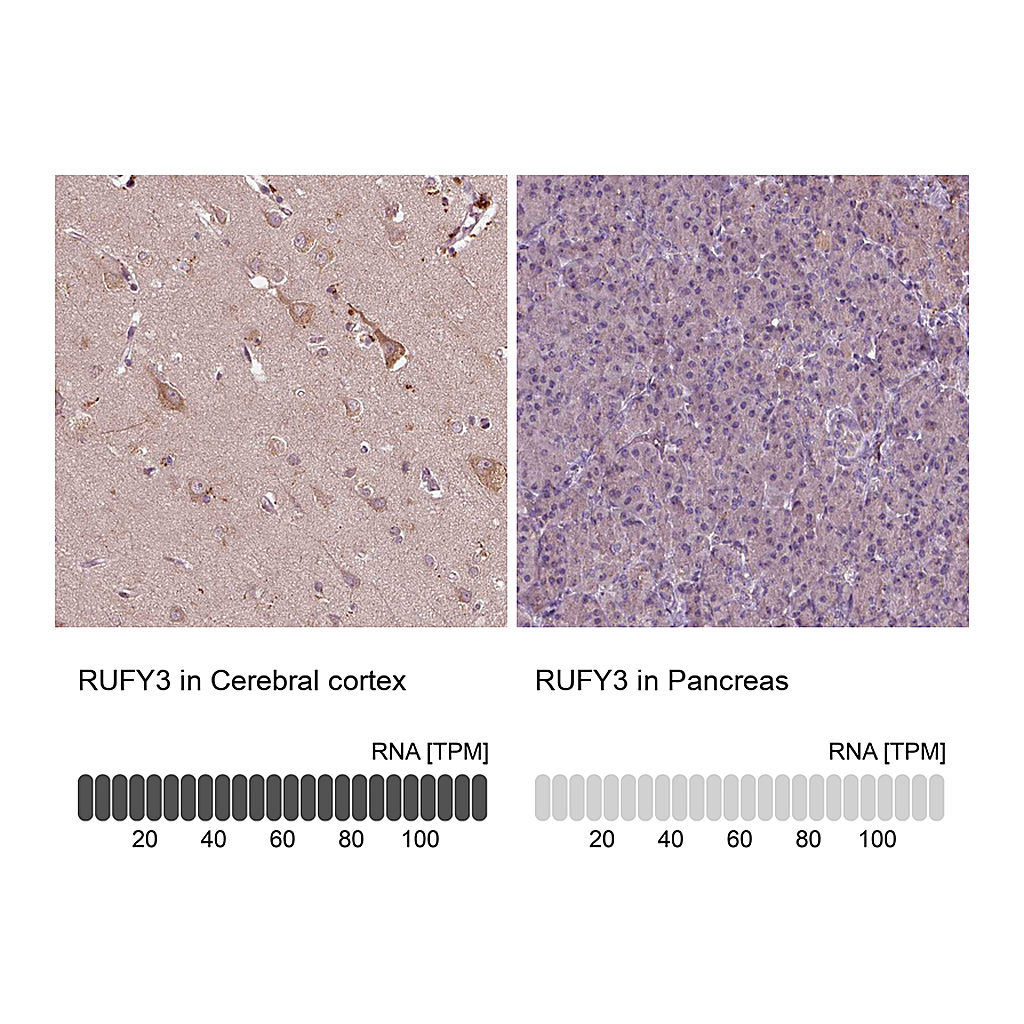 Atlas Antibodies Anti-RUFY3 Antibody