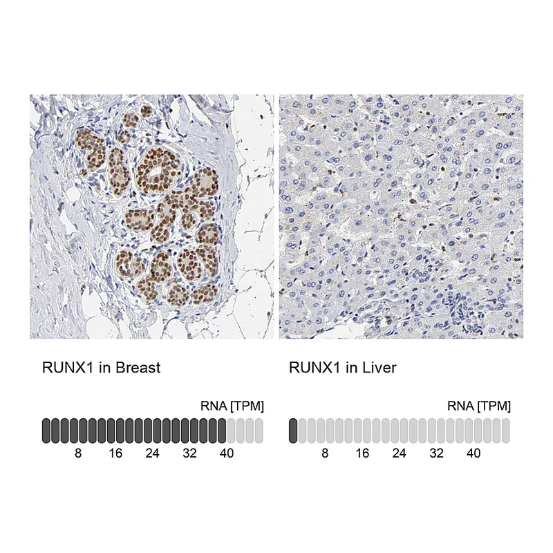 Atlas Antibodies Anti-RUNX1 Antibody