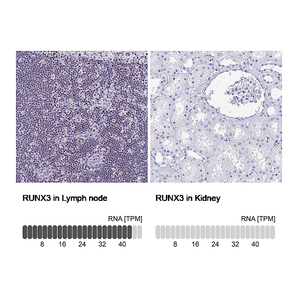 Atlas Antibodies Anti-RUNX3 Antibody