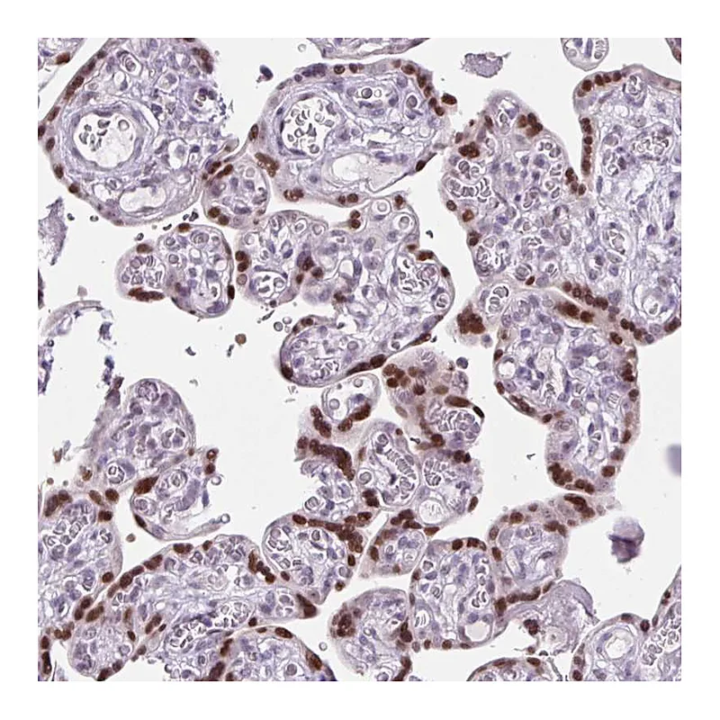 Atlas Antibodies Anti-RYBP Antibody