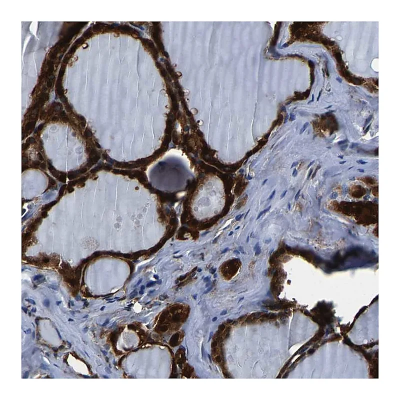 Atlas Antibodies Anti-S100A13 Antibody