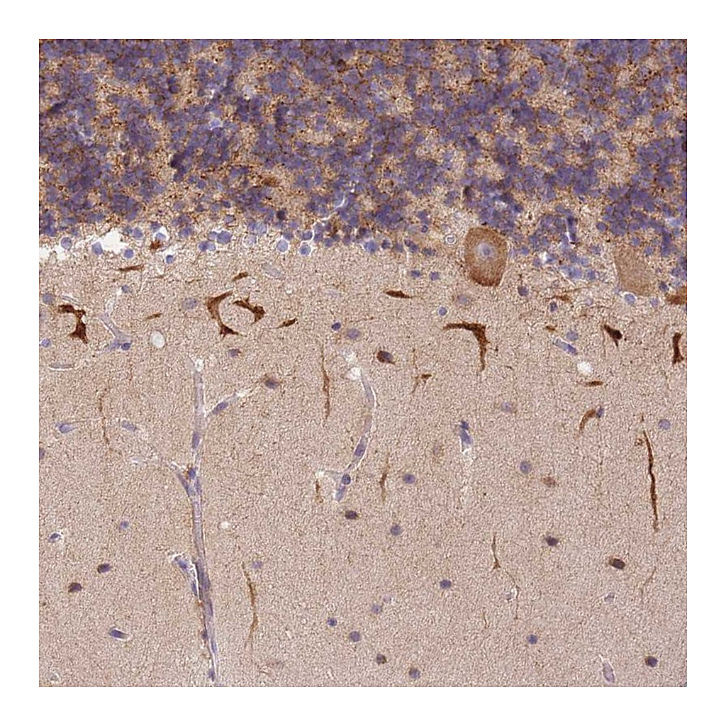 Atlas Antibodies Anti-S100PBP Antibody