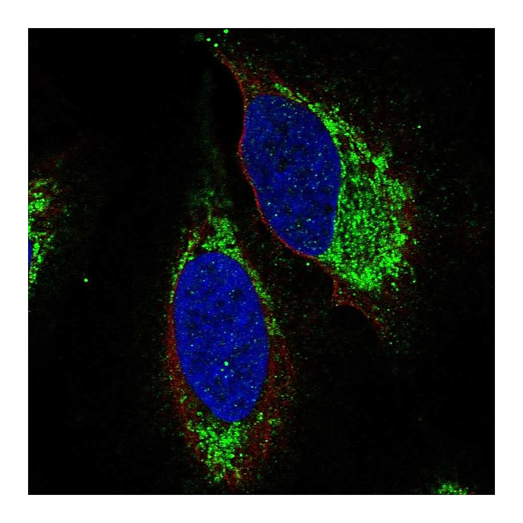 Atlas Antibodies Anti-S1PR4 Antibody