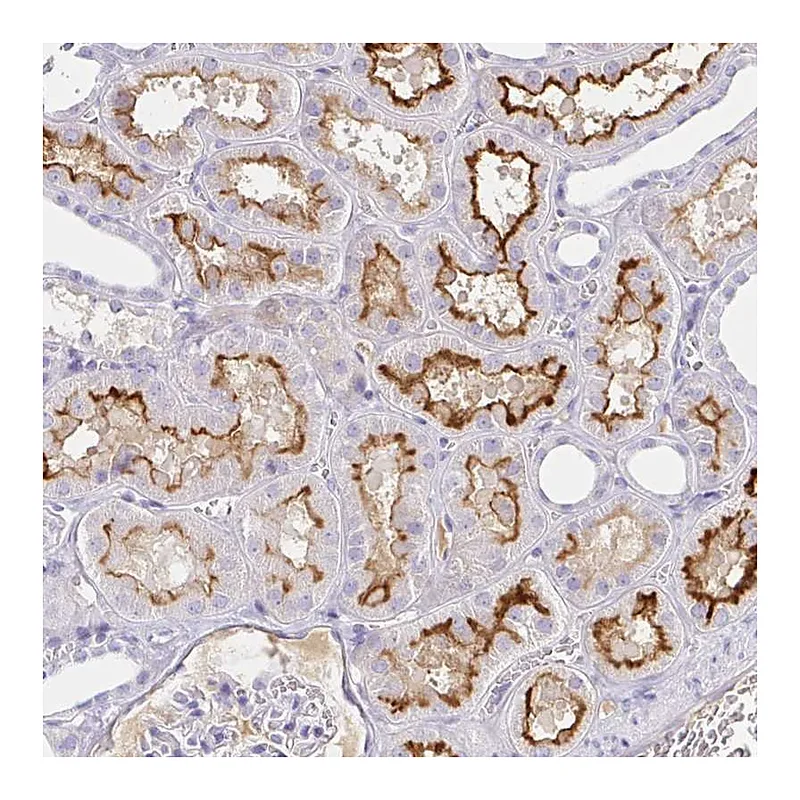 Atlas Antibodies Anti-SAA4 Antibody