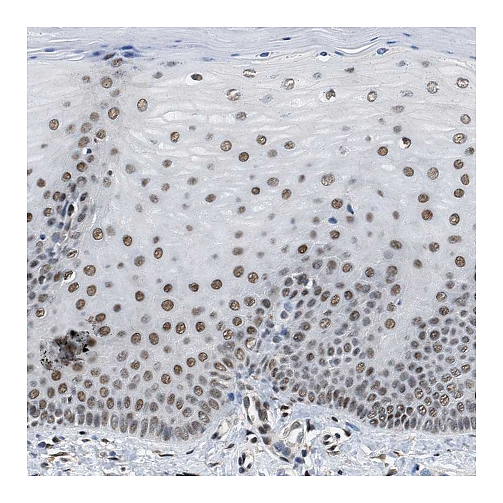 Atlas Antibodies Anti-SAFB Antibody