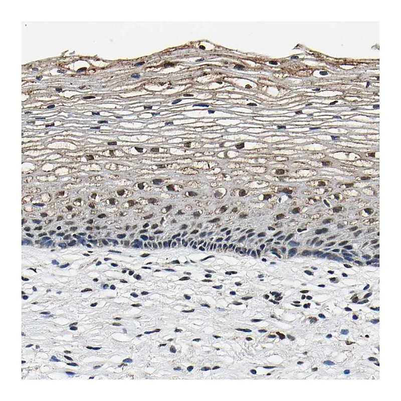 Atlas Antibodies Anti-SAFB Antibody