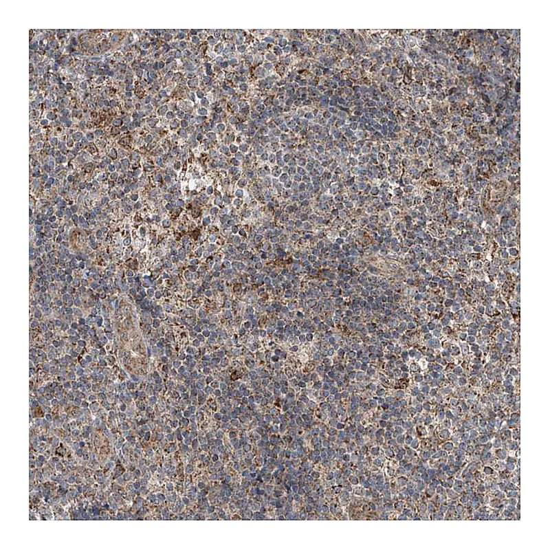 Atlas Antibodies Anti-SAMD3 Antibody