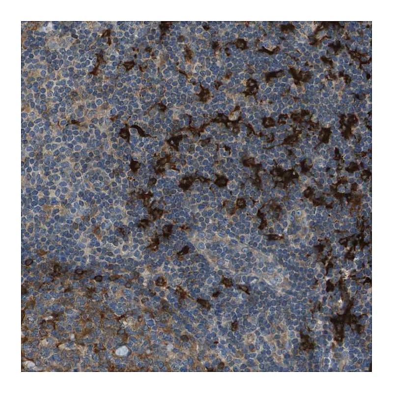 Atlas Antibodies Anti-SAMSN1 Antibody