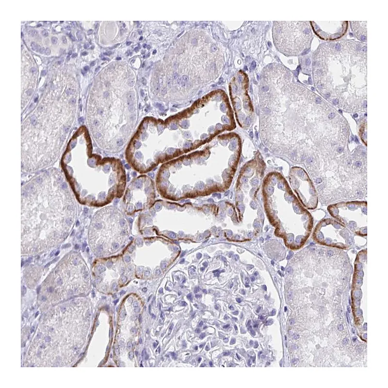 Atlas Antibodies Anti-SAP25 Antibody