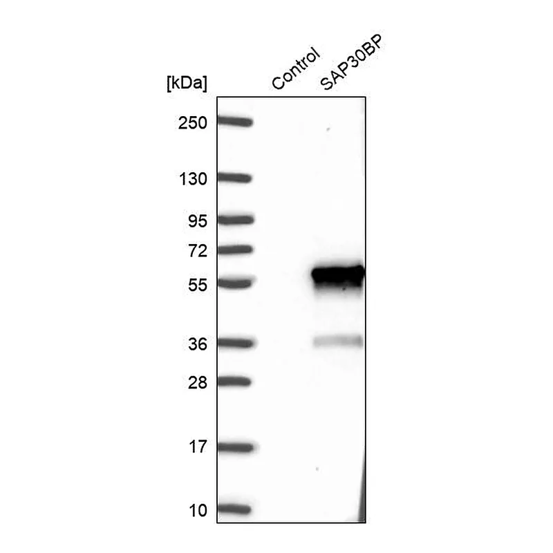 Atlas Antibodies Anti-SAP30BP Antibody
