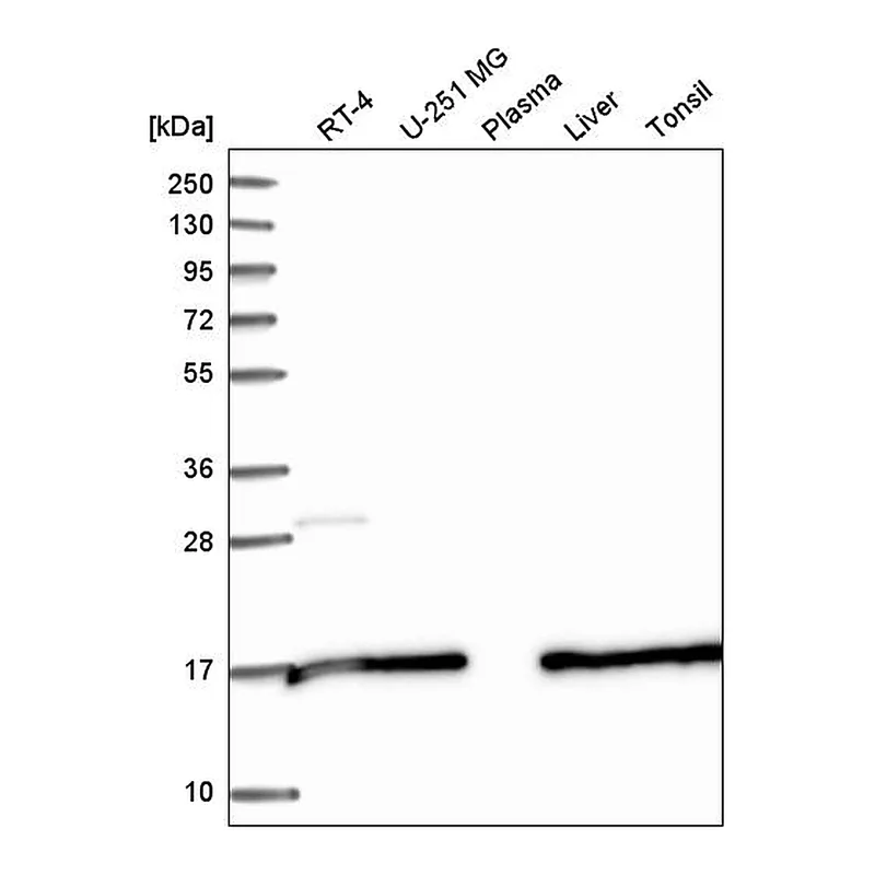 Atlas Antibodies Anti-SAP30L Antibody