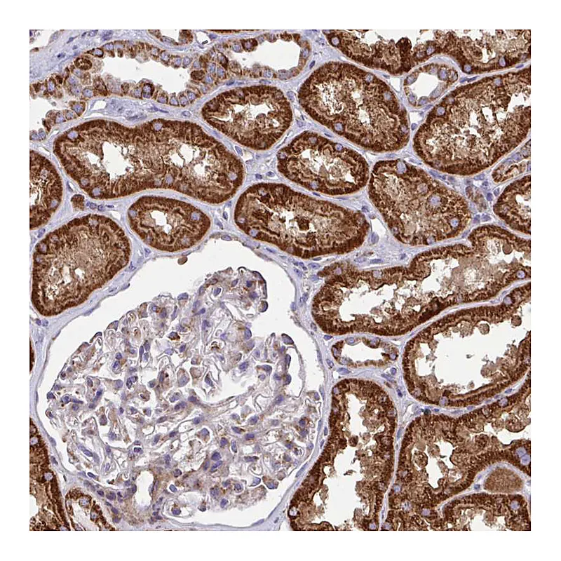Atlas Antibodies Anti-SARDH Antibody
