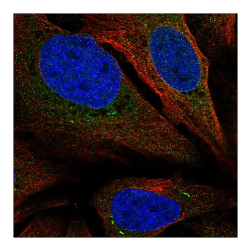 Atlas Antibodies Anti-SARAF Antibody
