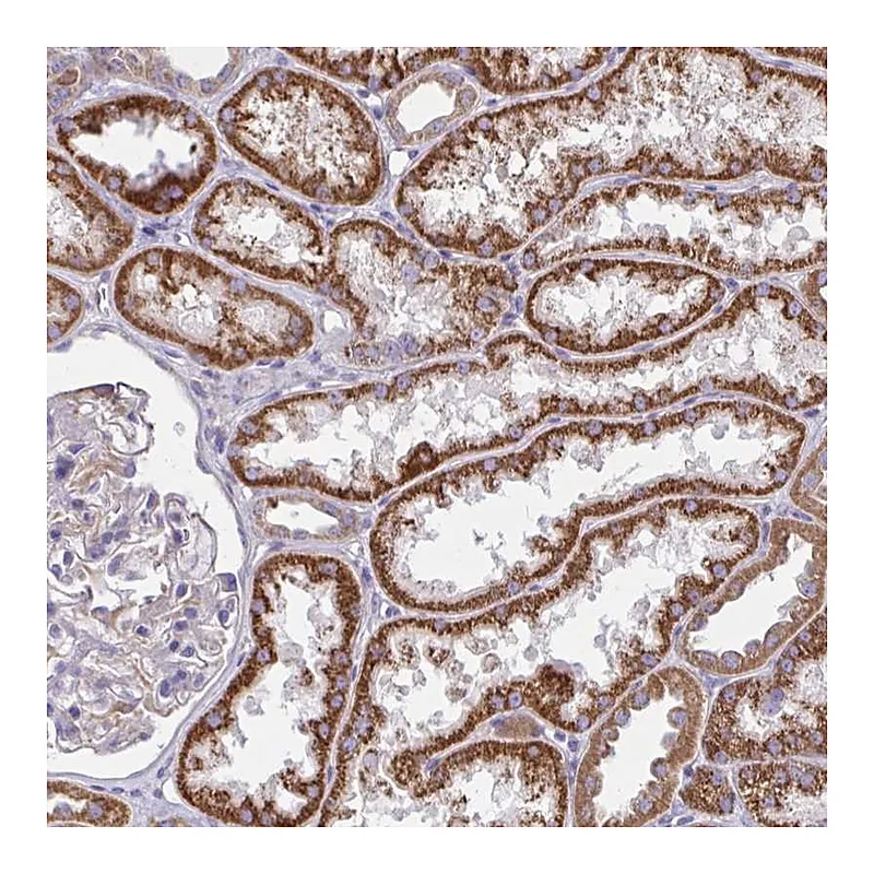 Atlas Antibodies Anti-SARDH Antibody