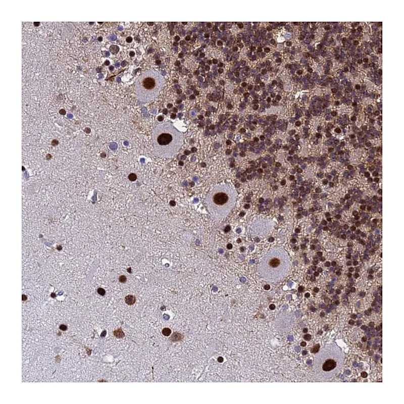 Atlas Antibodies Anti-SART3 Antibody