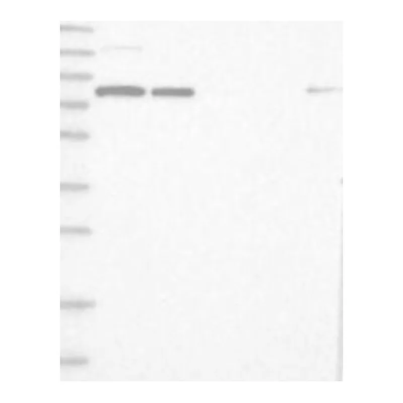 Atlas Antibodies Anti-SART3 Antibody