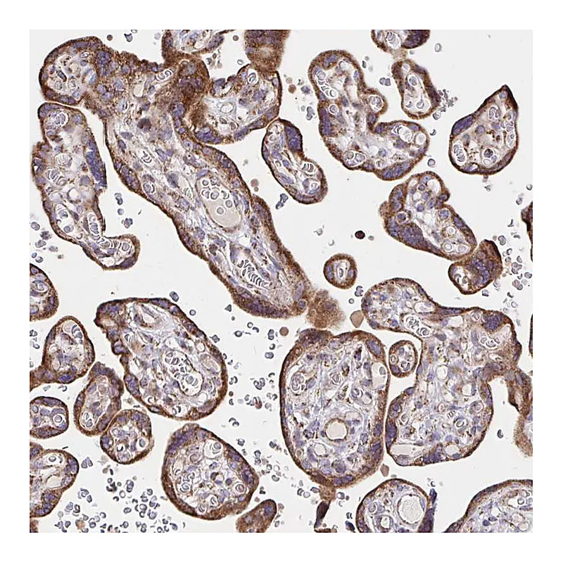 Atlas Antibodies Anti-SAT1 Antibody