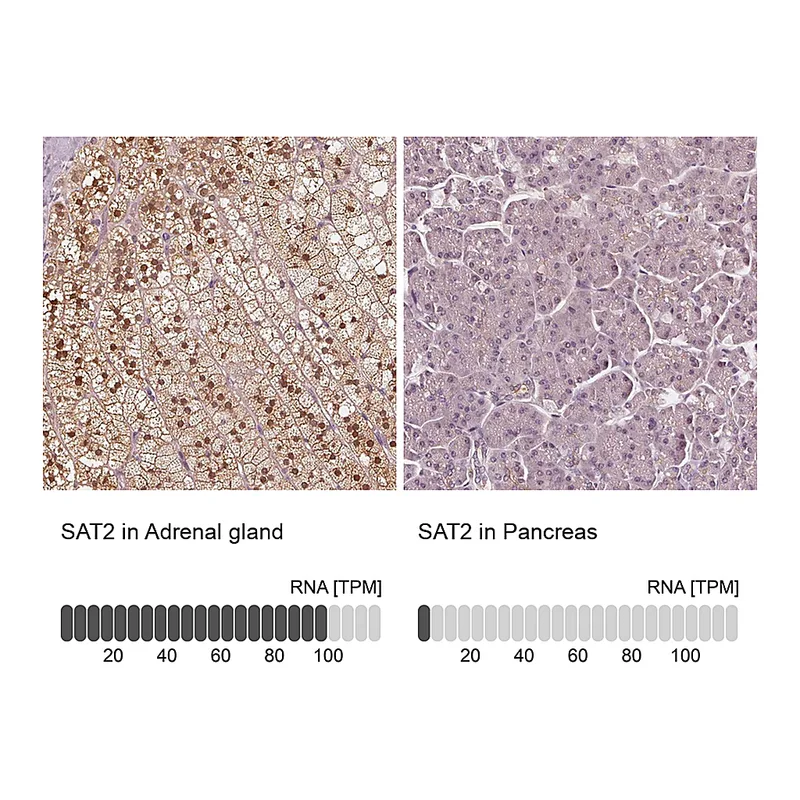 Atlas Antibodies Anti-SAT2 Antibody