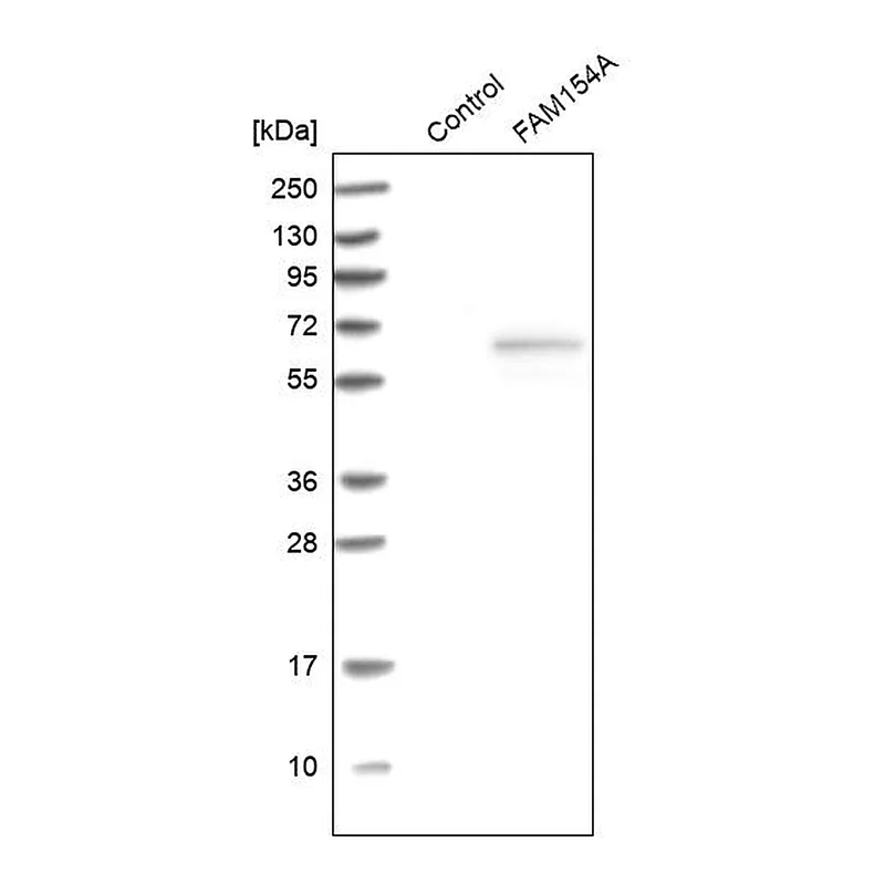 Atlas Antibodies Anti-SAXO1 Antibody