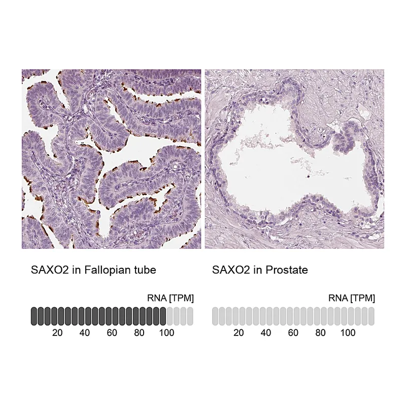 Atlas Antibodies Anti-SAXO2 Antibody