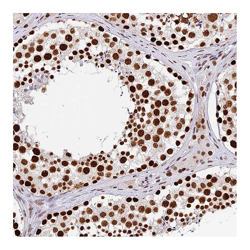 Atlas Antibodies Anti-SBNO1 Antibody