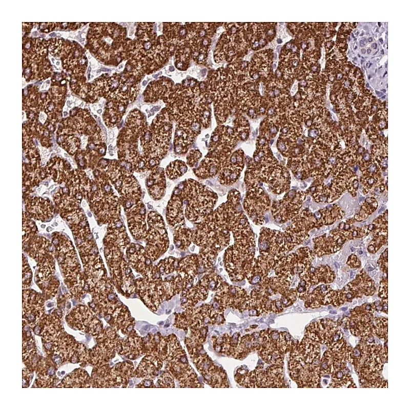 Atlas Antibodies Anti-SC5D Antibody