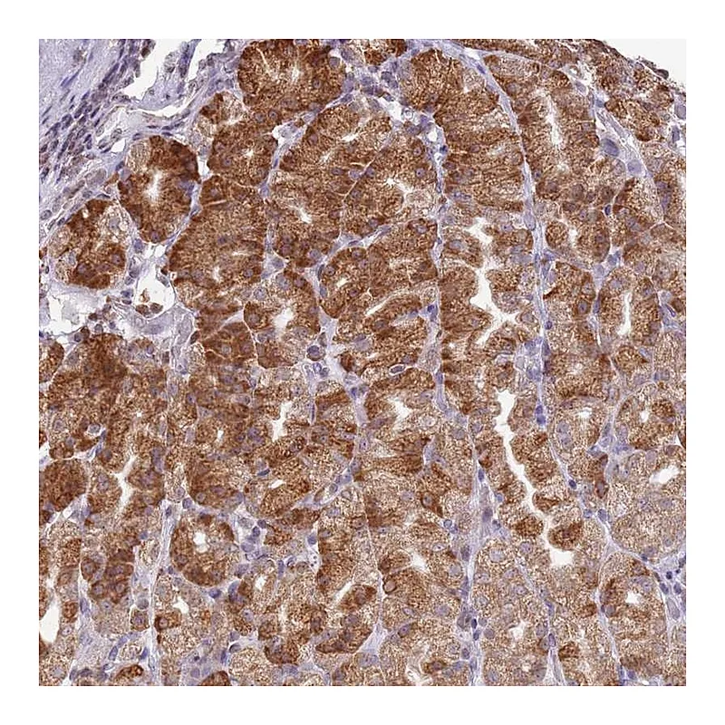 Atlas Antibodies Anti-SCAF1 Antibody