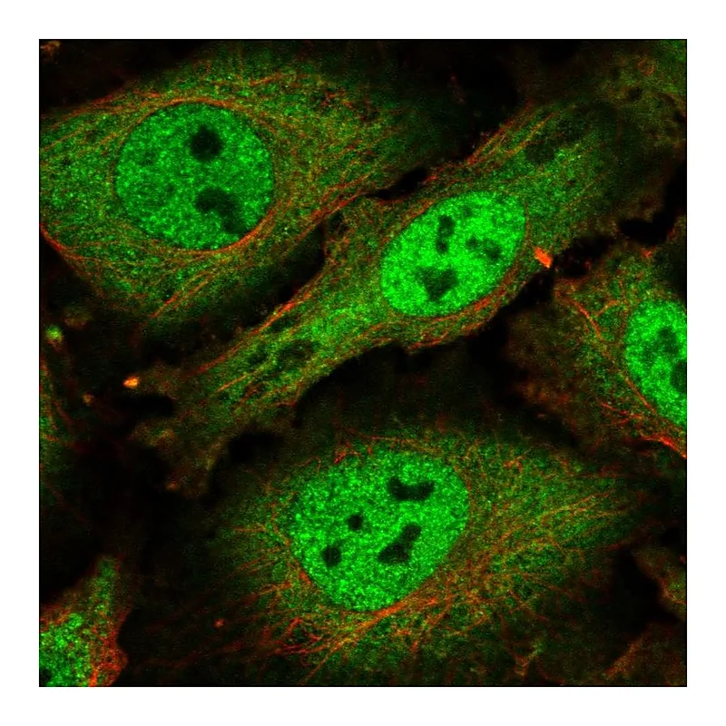 Atlas Antibodies Anti-SCAF1 Antibody