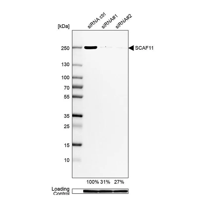 Atlas Antibodies Anti-SCAF11 Antibody
