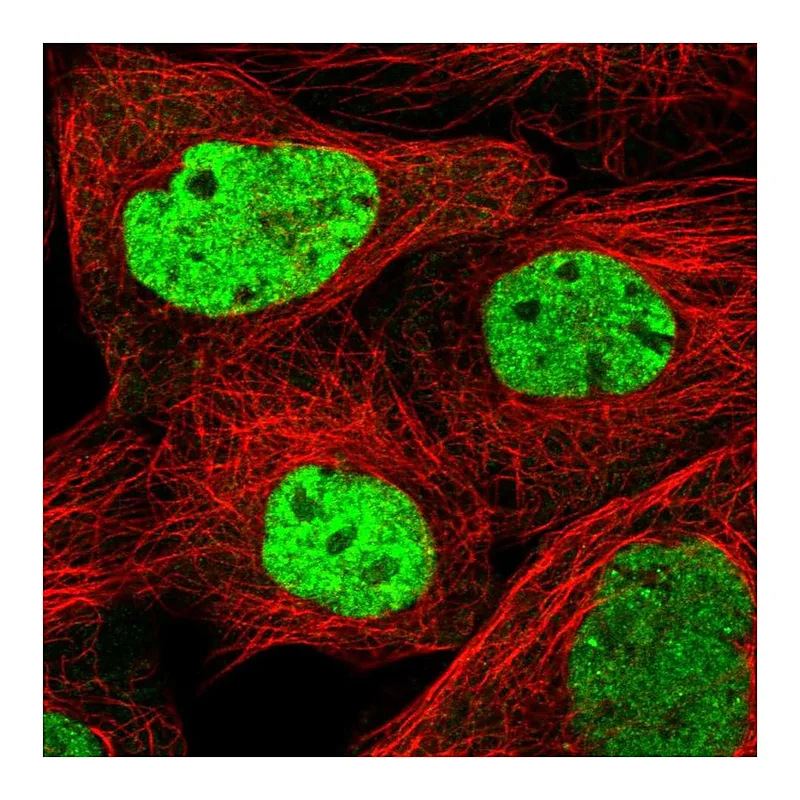 Atlas Antibodies Anti-SCAF11 Antibody