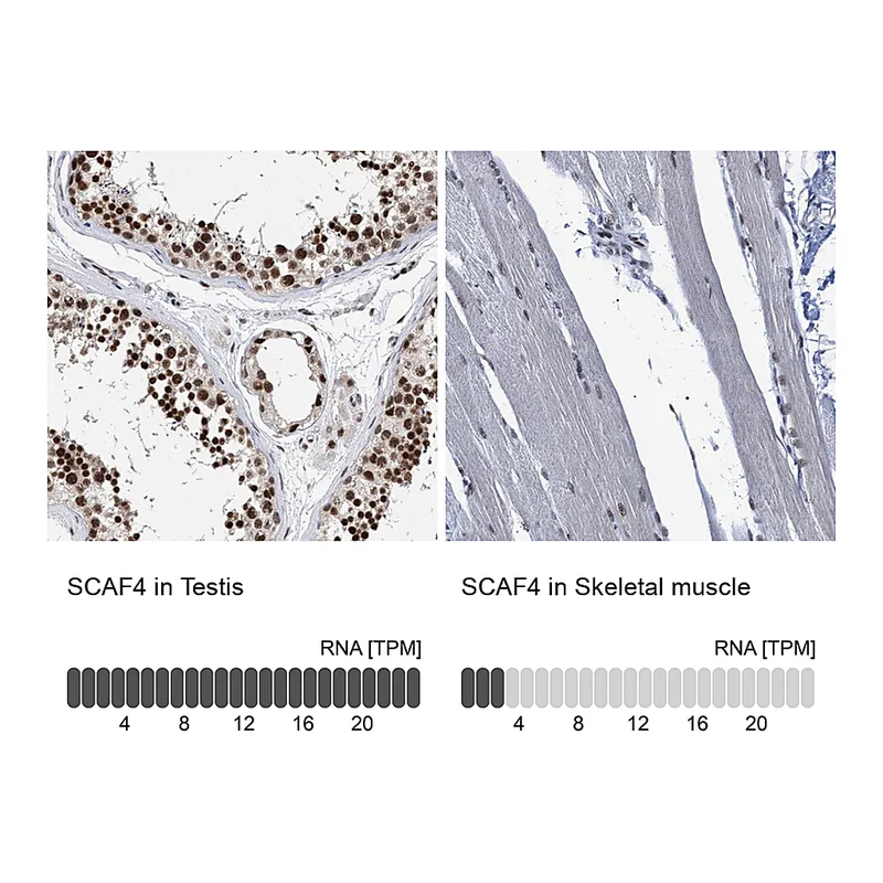 Atlas Antibodies Anti-SCAF4 Antibody