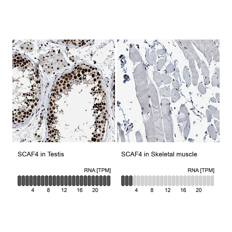 Atlas Antibodies Anti-SCAF4 Antibody