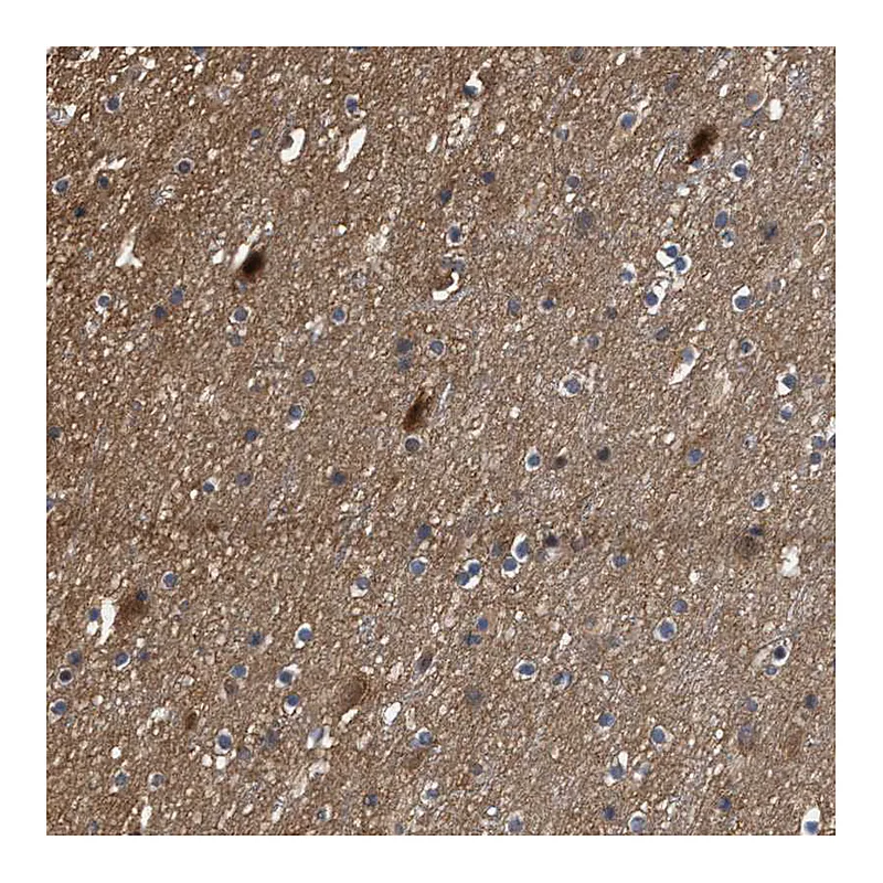 Atlas Antibodies Anti-SCAI Antibody