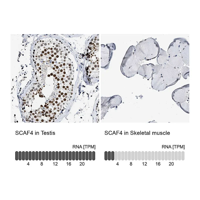 Atlas Antibodies Anti-SCAF4 Antibody
