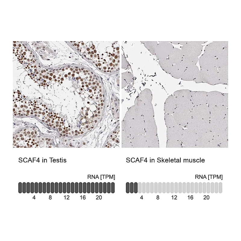 Atlas Antibodies Anti-SCAF4 Antibody