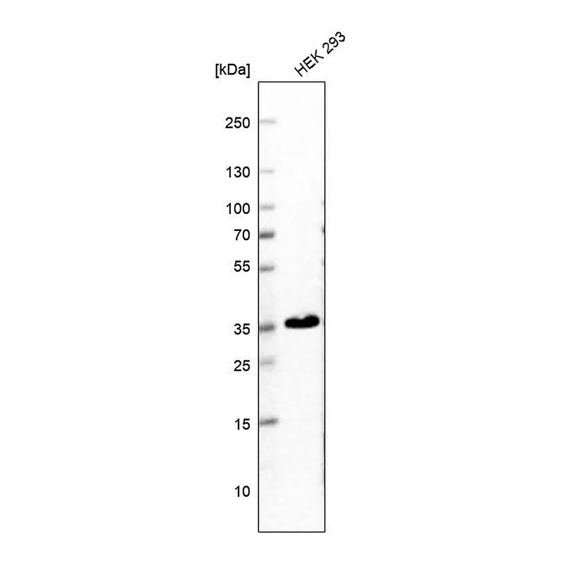 Atlas Antibodies Anti-SCAMP3 Antibody