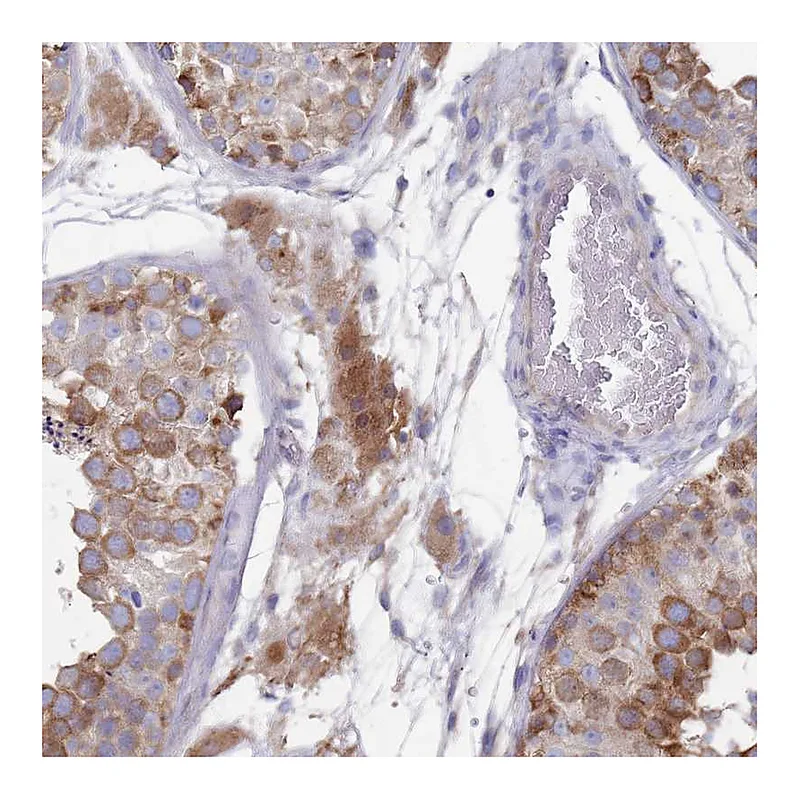 Atlas Antibodies Anti-SCAPER Antibody