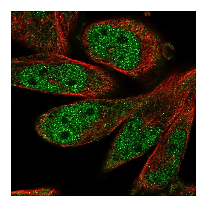 Atlas Antibodies Anti-SCAPER Antibody