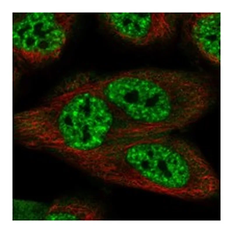 Atlas Antibodies Anti-SCAPER Antibody