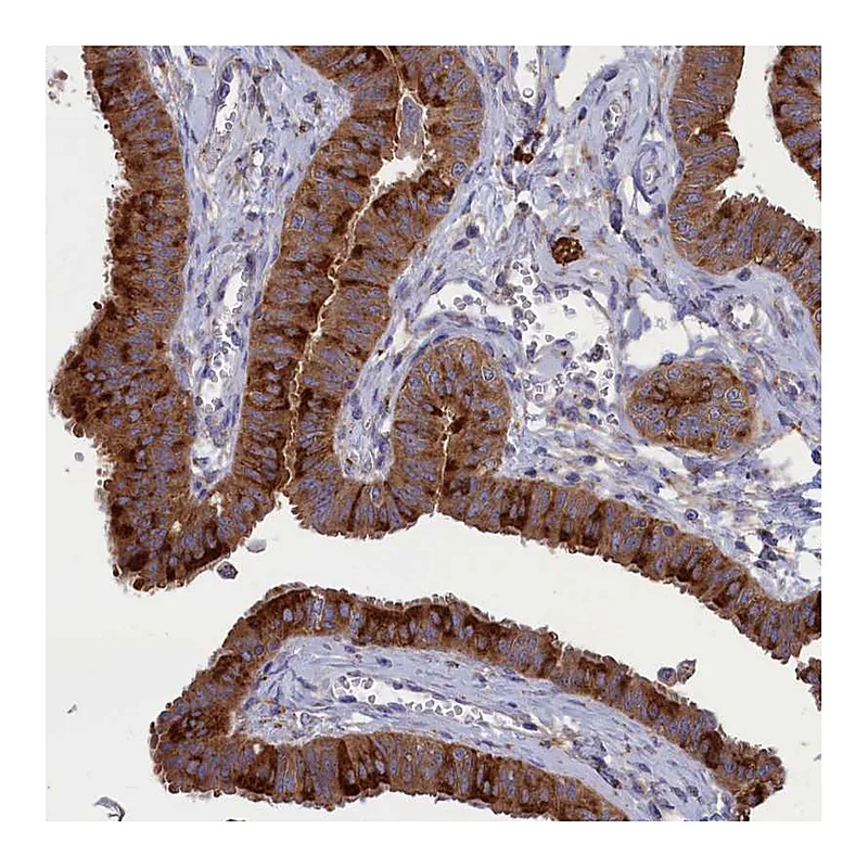 Atlas Antibodies Anti-SCAMP4 Antibody
