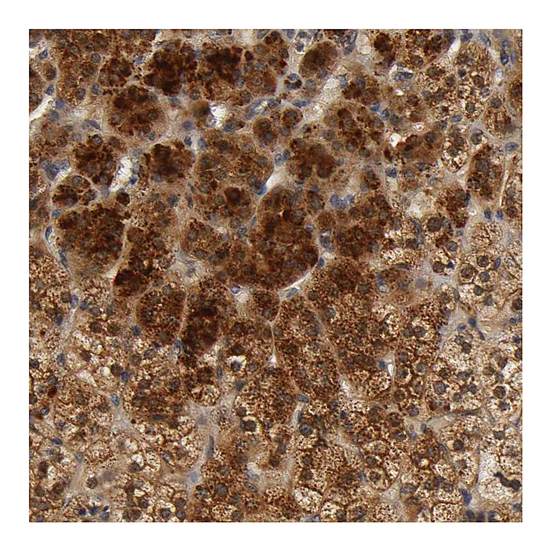 Atlas Antibodies Anti-SCAP Antibody