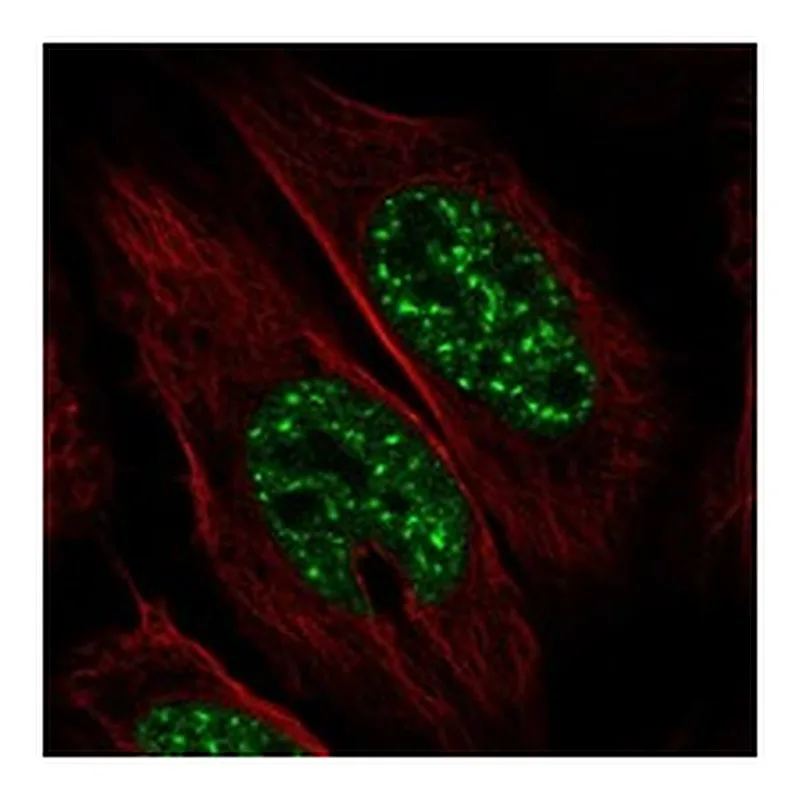 Atlas Antibodies Anti-SCAND1 Antibody
