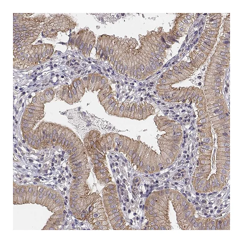 Atlas Antibodies Anti-SCARF1 Antibody