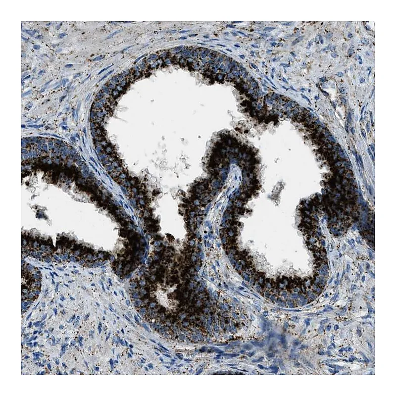 Atlas Antibodies Anti-SCARB2 Antibody